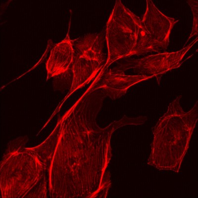 F-actin in BPAE cells                              